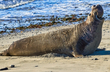 Marine Mammal Center Stewardship